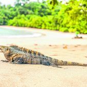 Nationalpark Manuel Antonio
