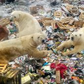 Umweltschützer erwarten weniger Eisbären in russischen Dörfern