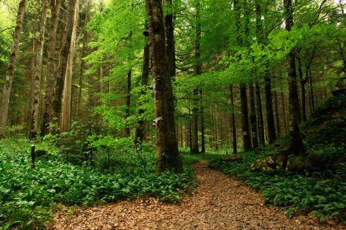 Das „Generelle Projekt Ebnit“ soll die Schutzwälder stärken. Stadt