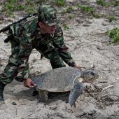Militärschutz für Meereschildkröten