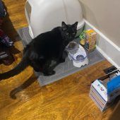 Bürokater neun Tage nach Tornado in Trümmern gefunden