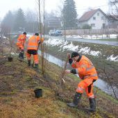 Neue Uferbepflanzung am Lustenauer Grindelkanal