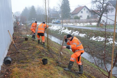 Die Bauhofgärtner pflanzten 25 Bäume und 40 Sträucher entlang des Grindelkanals. bvs/2