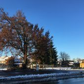 Eiche beim Hatler Friedhof wird zum Naturdenkmal