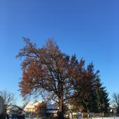 Hatler Eiche soll zum Naturdenkmal werden