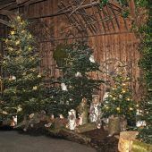 „Waldweihnacht“ mitten in Fußach