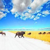 Auf der Suche nach den Big Five