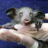 Ein seltenes Tierchen