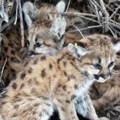 Babypumas gerettet