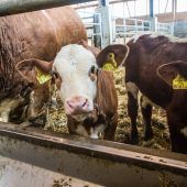 107 Tiere auf einem Hof getötet