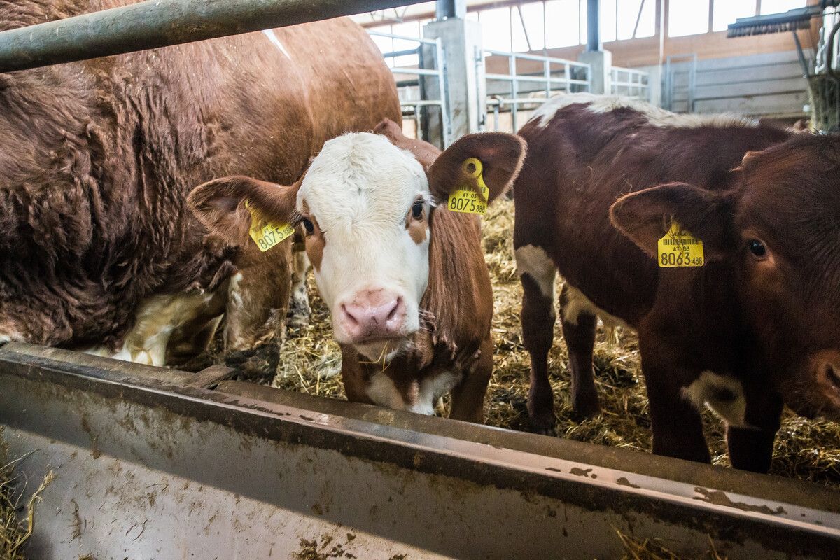 Die Rinder-TBC hängt wie ein Damoklesschwert über mehreren Vorarlberger Landwirtschaftsbetrieben. ⇒VN/Steurer