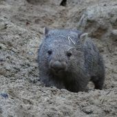 Abschied von Cooper