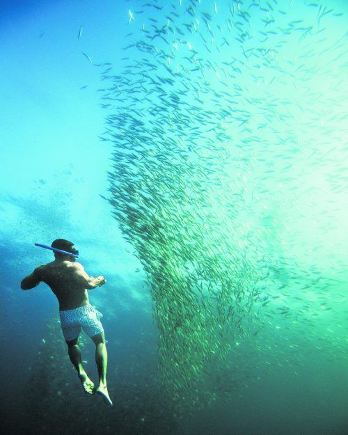 In einem Schwarm von Sardinen zu tauchen ist genauso beeindruckend, wie die großen Tiere zu sehen. jacob Beautiful Destinations