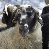 Produkte vom Montafoner Steinschaf online erhältlich