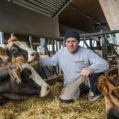 Gnadenfrist für trächtige Kuh
