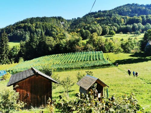 Weingut in Batschuns. WKW