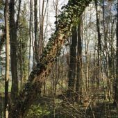 Baumpilz wütet im Sulner Auwald