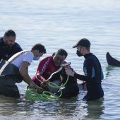 Rettungsaktion für gestrandetes Walbaby