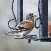 BirdLife Österreich ruft zur „Stunde der Wintervögel“