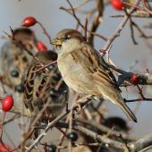 Spatz fliegt aufs Siegerpodest