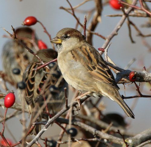 Der Haussperling war wie in den Vorjahren Vorarlbergs häufigster Wintervogel. Berg