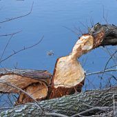 Biberspuren am Binnenbecken Hard