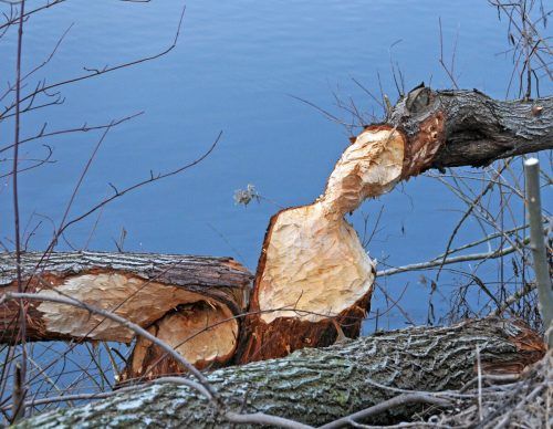 Die Biberspuren am Binnenbecken in Hard sind nicht zu übersehen. AJK/2