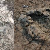 Hobby-Forscherin entdeckte 200 Millionen Jahre alte Dinospur