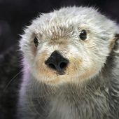 Waisenkind im Zoo