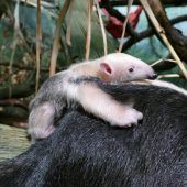 Huckepack auf Mama