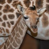 Niedliche Babygiraffe