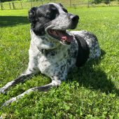 Wuschi sucht neuen Partner