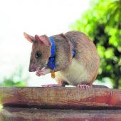 Kambodscha trauert um berühmte Minensuch-Ratte Magawa