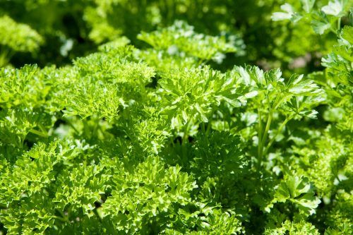 Petersilie liefert wertvolle Inhaltsstoffe wie Vitamine der B-Gruppe und Vitamin C. Zudem enthält sie Mineralstoffe wie Kalzium, Magnesium und Eisen. vn/paulitsch