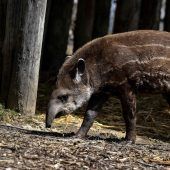 Tapire sind in Südamerika vom Aussterben bedroht