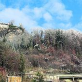100 Bäume werden in Bregenz gefällt