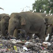 Naturschützer kämpfen gegen Elefantenschutzprojekt