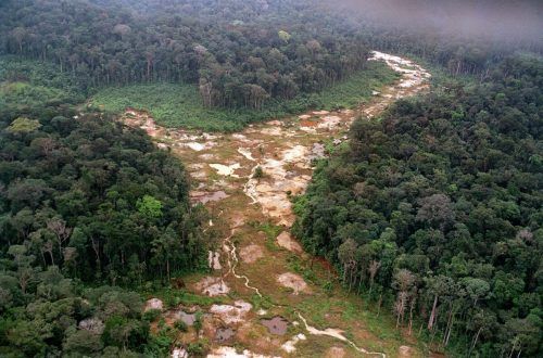 Allein im Jänner sind rund 360 Quadratkilometer Regenwald  im brasilianischen Amazonasgebiet durch Abholzung verloren gegangen.  AFP