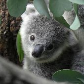Koalas in Existenz bedroht