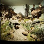 Ein besonderes Museum