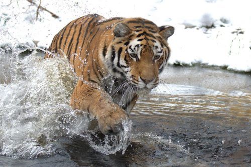 Der Zoo legt beim Testen den Fokus auf Großkatzen.  APA/Schönbrunn/J. Kirchner
