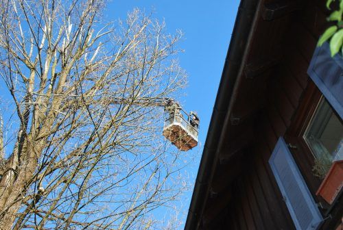 Die Baumpfleger um Christoph Ölz schneiden die Pappel im Hatlerdorf zu. ERH (4)