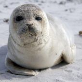 Nachwuchs im Wattenmeer: Rekord bei Kegelrobbengeburten