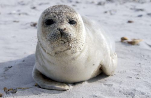 Die Kegelrobben-Population auf Helgoland wächst.  ap