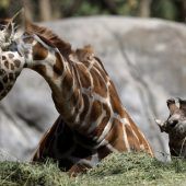 Mama ist ein Vorbild