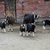 Vierfacher Nachwuchs