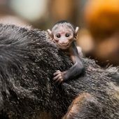 An Mama geklammert