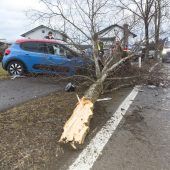 In Baum gekracht