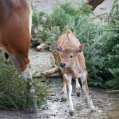 Der Mama hinterher