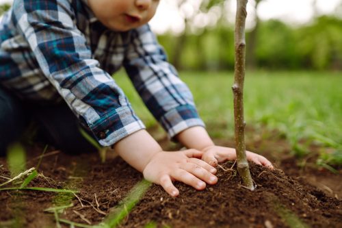 Für jedes Neugeborene der Stadt Bludenz wird auch n diesem Jahr wieder ein Baum gepflanzt. Adobe Stock